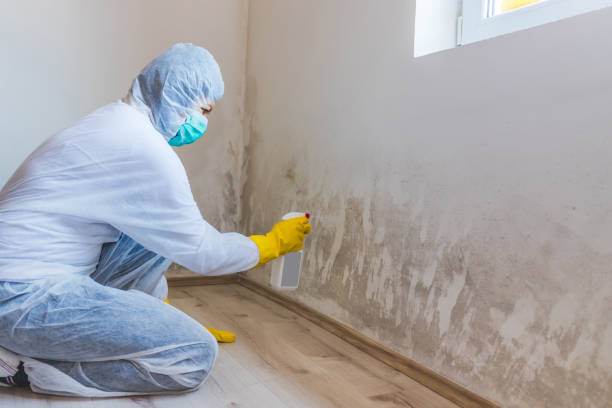 Licensed Basement Mold Remediation service in Daingerfield, TX - 24 Hour Mold Removal