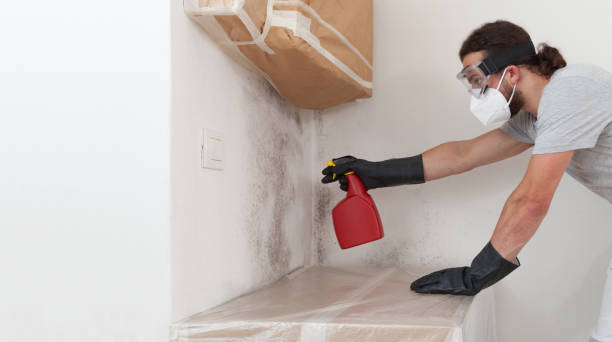 Professional Basement Mold Remediation technician working in Daingerfield, TX