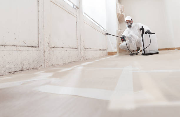24/7 Emergency Basement Mold Remediation experts in Daingerfield, TX