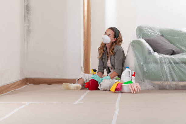 Reliable Basement Mold Remediation contractor in Daingerfield, TX by 24 Hour Mold Removal