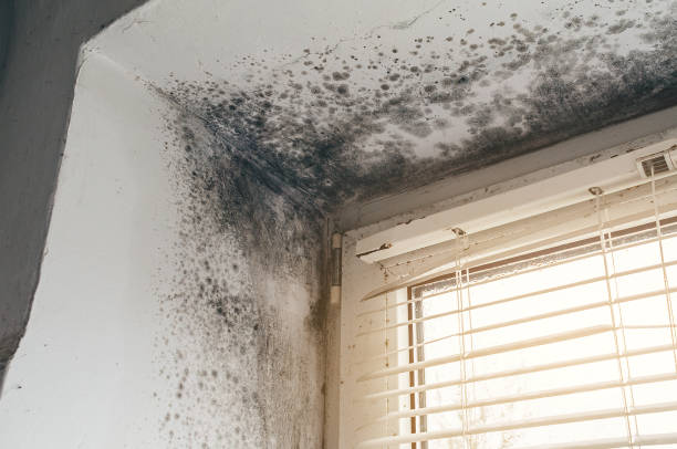 Affordable Basement Mold Remediation solutions in Daingerfield, TX