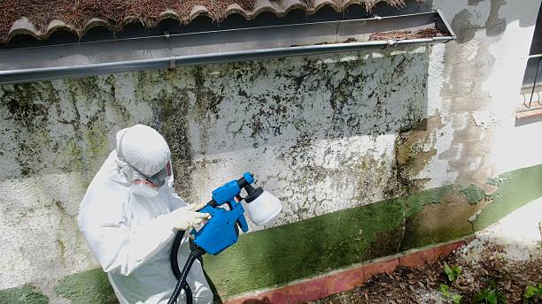 Top rated local Basement Mold Remediation specialists in Daingerfield, TX